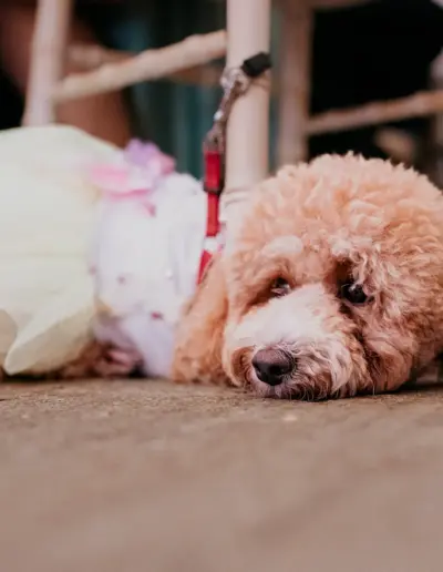 svatben fotograf Varna 1412 Сватбена фотография и видеозаснемане Варна - Пламен Стоянов