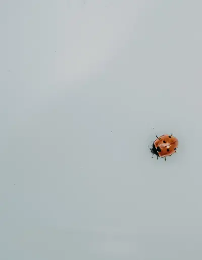 svatben fotograf Varna 271 Сватбена фотография и видеозаснемане Варна - Пламен Стоянов