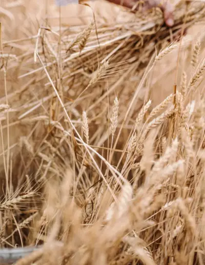 fotogarf za festival plamenstoyanov 47 Сватбена фотография и видеозаснемане Варна - Пламен Стоянов