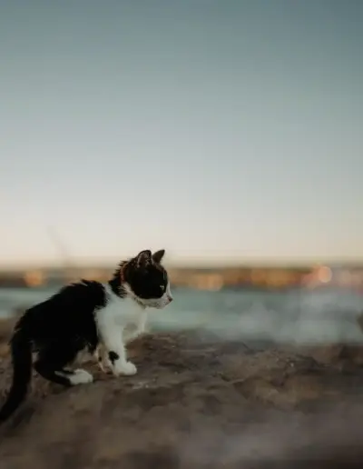 semeen fotograf varna semeini fotosesii 143 Сватбена фотография и видеозаснемане Варна - Пламен Стоянов